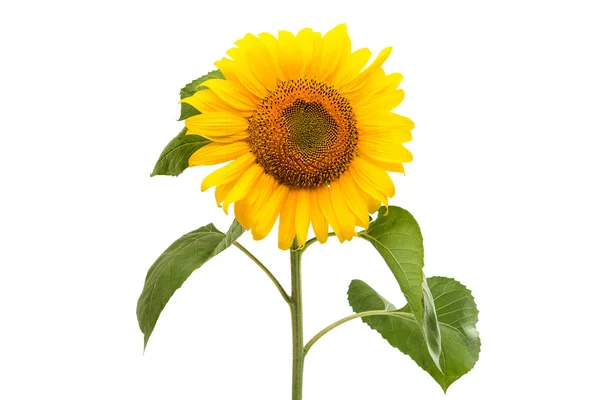 Head Sunflower flower — Stock Photo, Image
