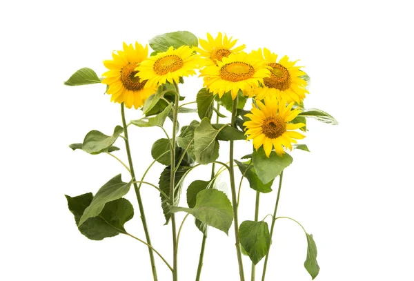 Kopf Sonnenblume Blume — Stockfoto