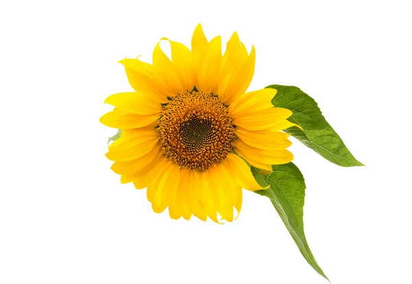 Head Sunflower flower — Stock Photo, Image