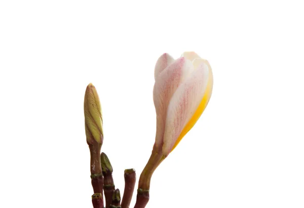 Frangipani-Blüte isoliert — Stockfoto