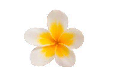 izole frangipani çiçek 