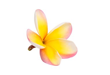 izole frangipani çiçek 