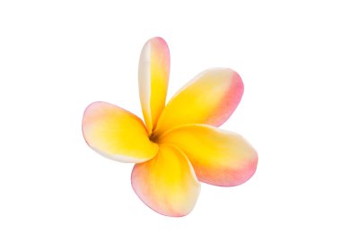 izole frangipani çiçek 