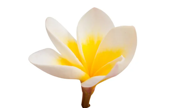 Frangipani flower isolated — Stock Photo, Image