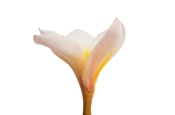 Frangipani flower isolated — Stock Photo, Image