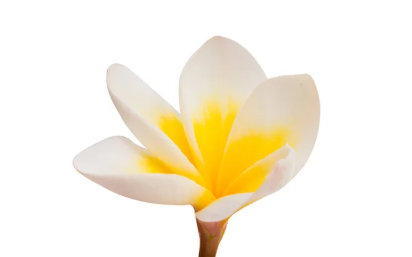Λουλούδι Φραντζιπάνι απομονωθεί — Φωτογραφία Αρχείου