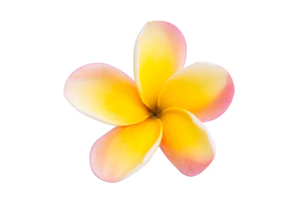 Frangipani flower isolated Stock Picture