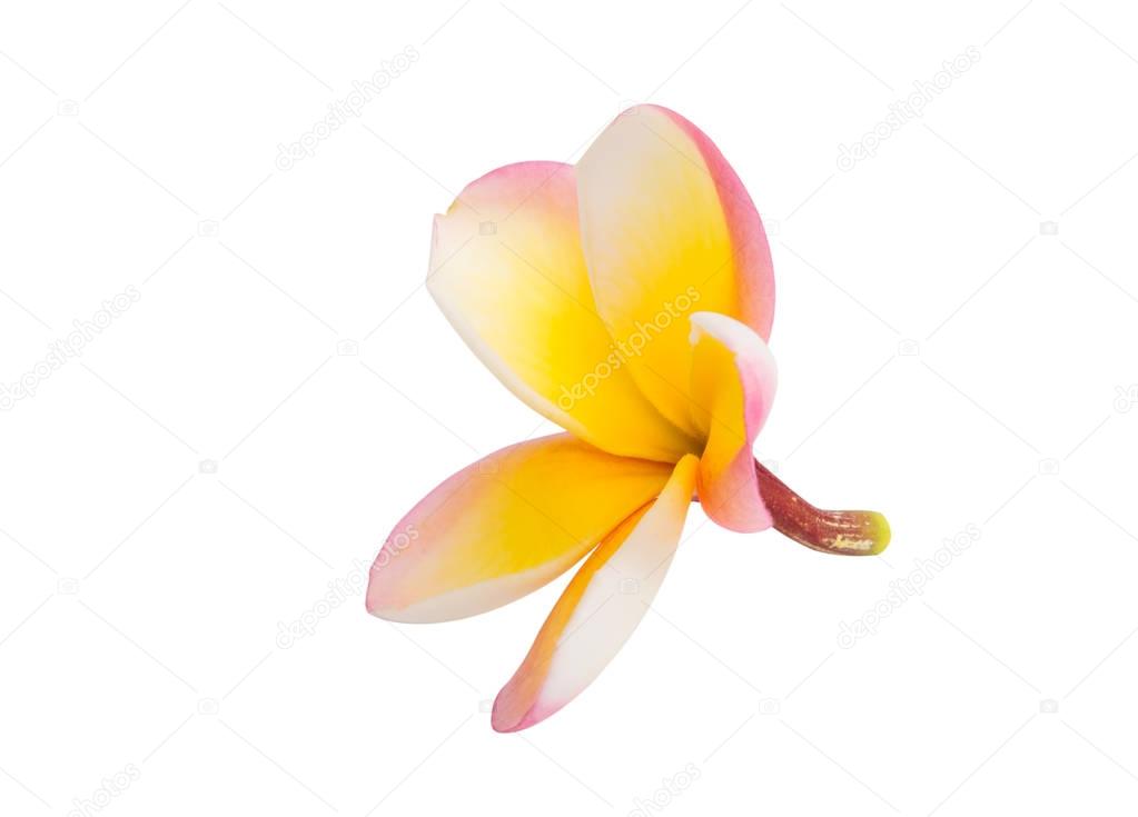 frangipani flower isolated 