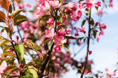 pembe bahar çiçeği