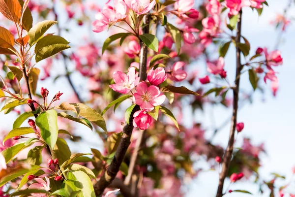 Merah muda bunga musim semi — Stok Foto
