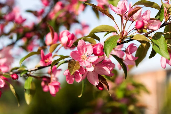 Flowers on apple tree in spring — Stock Photo, Image