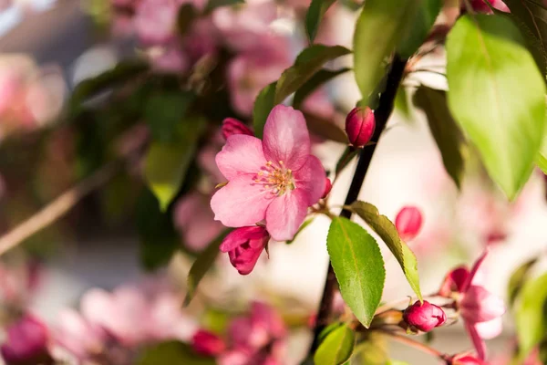 Flowers on apple tree in spring — Stock Photo, Image