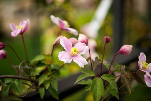 Flores de primavera de beleza — Fotografia de Stock