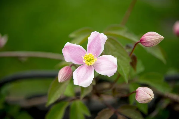 Flores de primavera de beleza — Fotografia de Stock