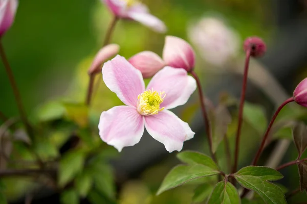 Bellezza fiori primaverili — Foto Stock