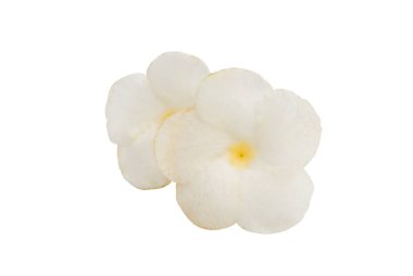 izole tropikal çiçek 