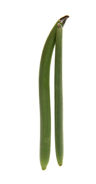 Green vanilla pod isolated — Stock Photo, Image