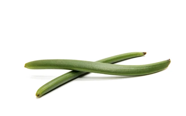 Zielonej wanilii na białym tle — Zdjęcie stockowe
