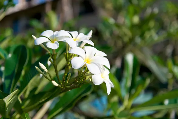 Plumeria Vintage Tone — Zdjęcie stockowe