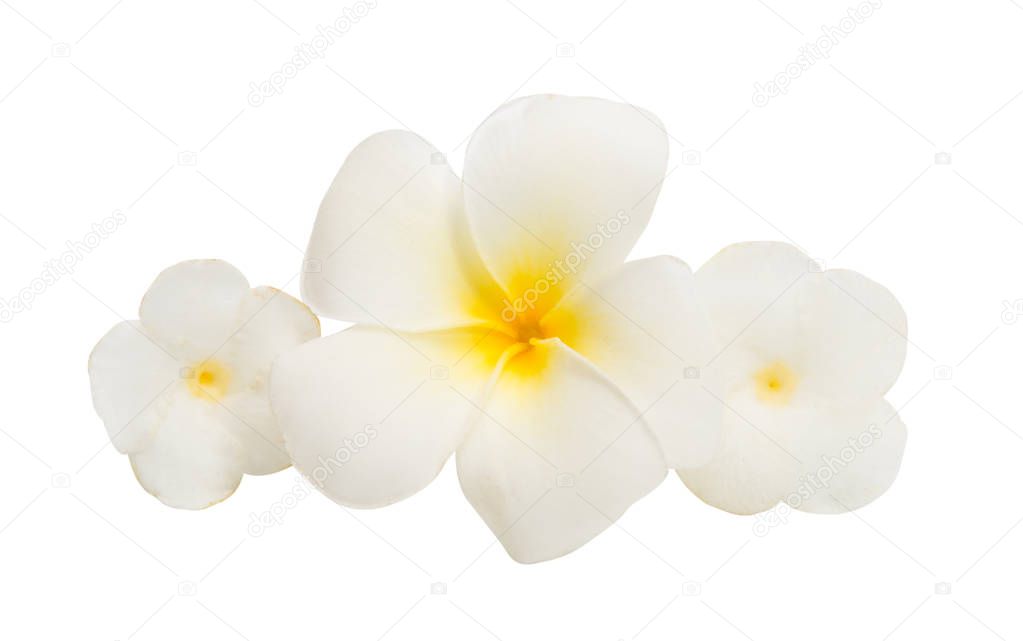 tropical flower isolated 