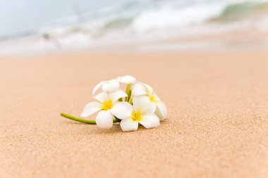 Güneşli sahil kumu beyaz Plumeria (frangipani) çiçek. 