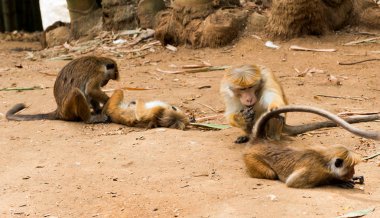 maymun Sri Lanka Kraliyet parkında