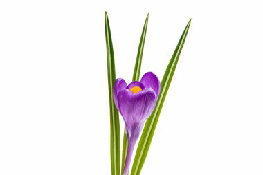 Mor çiğdemler izole 