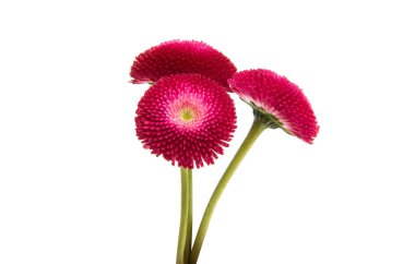 izole papatya çiçeği 