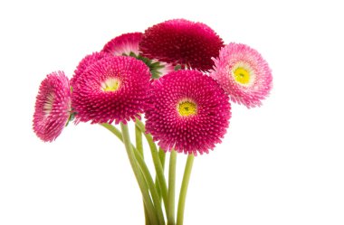 izole papatya çiçeği 