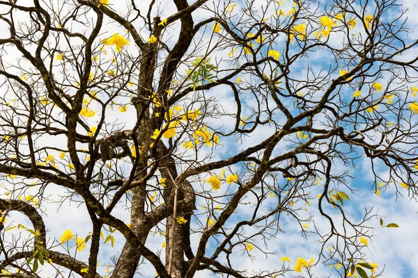 Árvore seca com flores amarelas — Fotografia de Stock