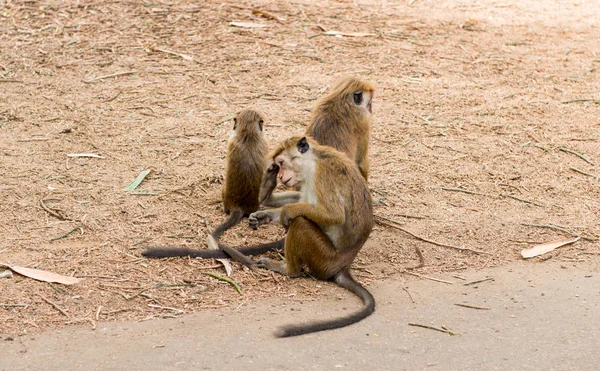 Mono en el parque real de Sri Lanka — Foto de Stock