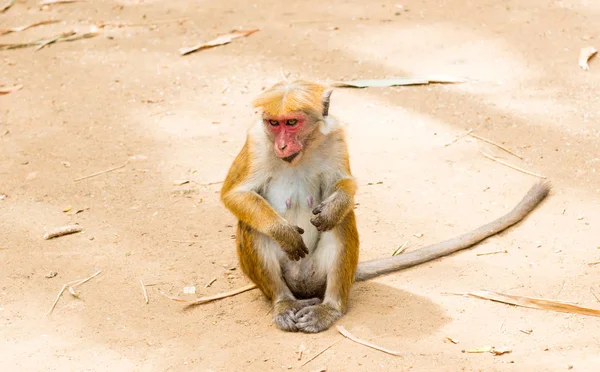 Aap in het koninklijk park in Sri Lanka — Stockfoto