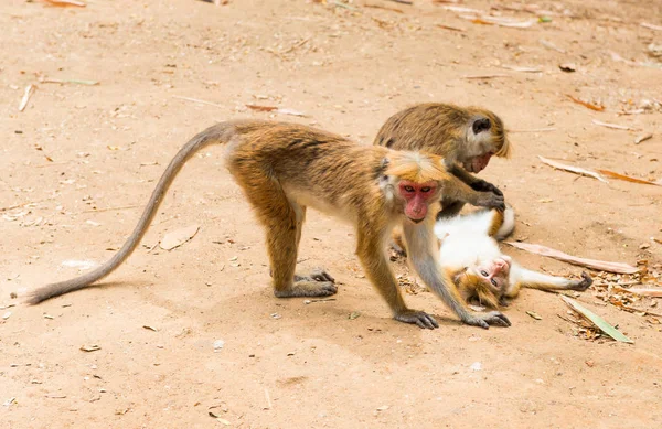 スリランカの王立公園で猿 — ストック写真