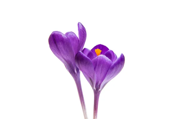 Purple crocuses isolated — Stock Photo, Image