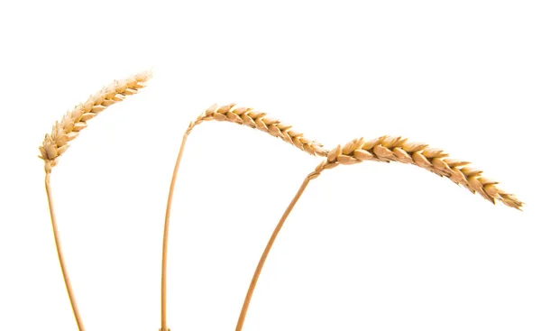 Пшеничные уши изолированы — стоковое фото