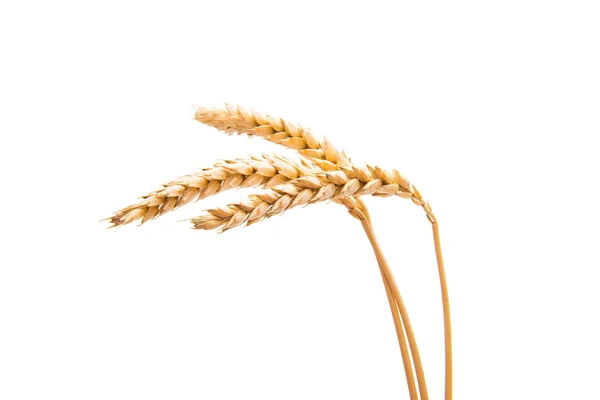 Uši pšenice, samostatný — Stock fotografie