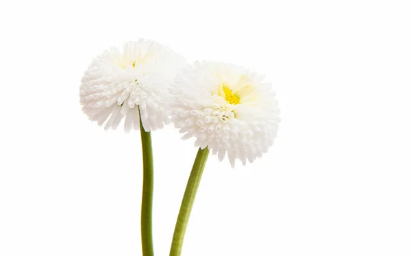 Marguerite fleur isolée — Photo