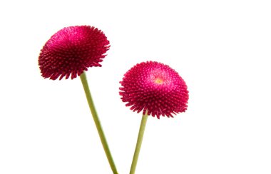 izole papatya çiçeği 