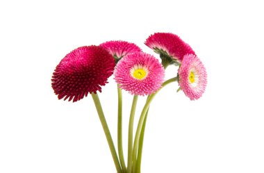 izole papatya çiçeği 