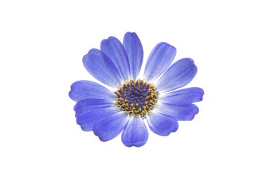blue cineraria isolated  clipart