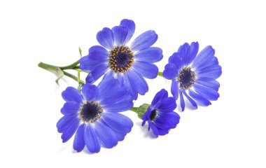 blue cineraria isolated  clipart