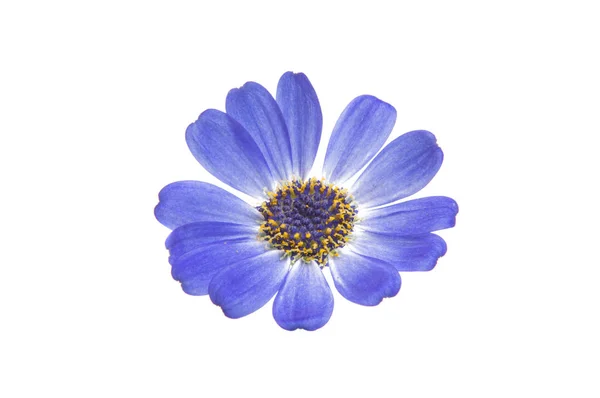 Cineraria blu isolato — Foto Stock