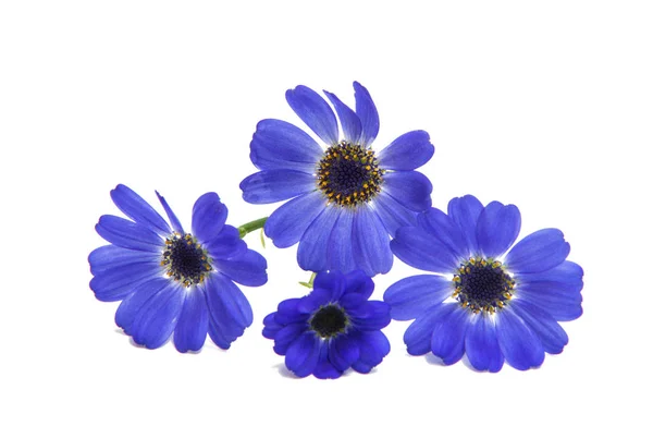 Blauwe cineraria geïsoleerd — Stockfoto