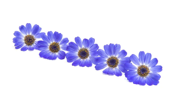 Blue cineraria isolated — Stock Photo, Image
