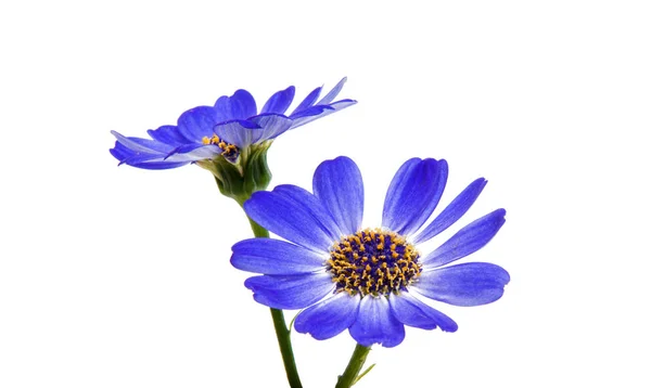 Blue cineraria isolated — Stock Photo, Image