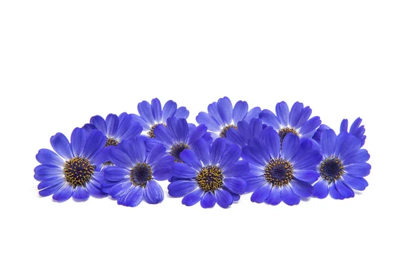 蓝色的瓜叶菊孤立 — 图库照片