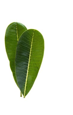 İzole yeşil plumeria yaprak