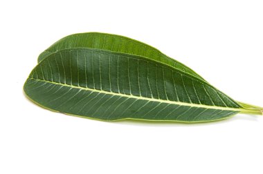 İzole yeşil plumeria yaprak