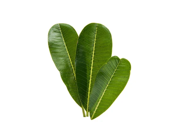 녹색 plumeria 잎 절연 — 스톡 사진