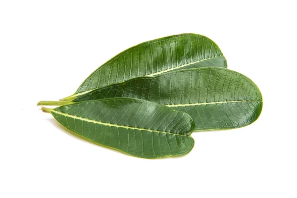 Gröna plumeria leaf isolerade — Stockfoto